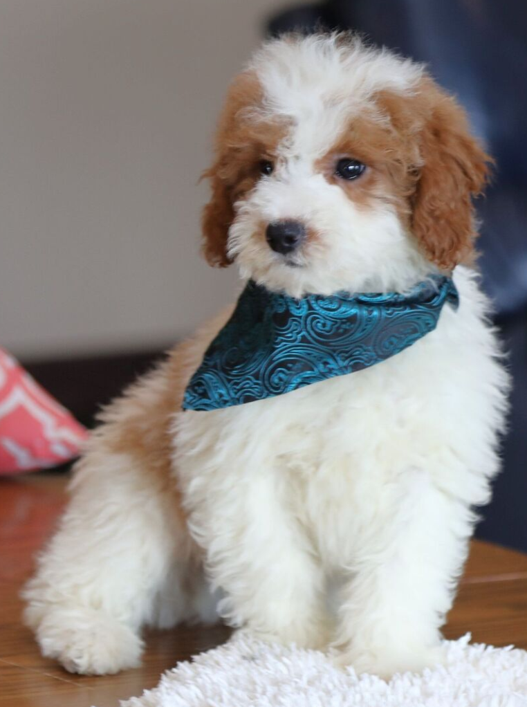 Goldendoodle